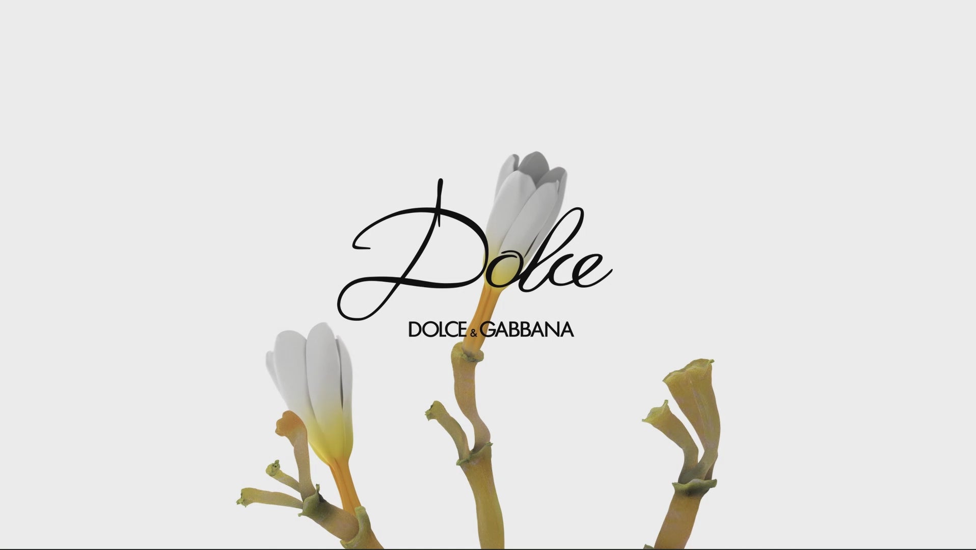 DOLCE GARDEN 75ML EDP – DOLCE & GABBANA